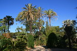 Exotisme au jardin Thuret