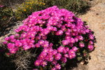 Fleurs