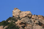 Le Lion de Roccapina.