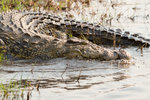 Crocodile du Nil sur la rivière Chobe.