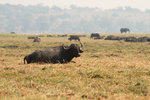 Buffle d'Afrique dans les plaines inondables de la rivière Chobe.
