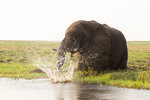 Éléphant d'Afrique au bord de la rivière.
