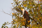 Pygargue vocifère (aigle pêcheur d'Afrique).