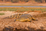 Crocodile.