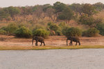 Éléphants et girafe le long de la rivière.
