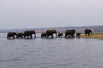 Éléphants traversant la rivière.