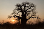 Baobab dans le Kalahari.