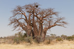 Green's baobab, classé monument national au Botswana.