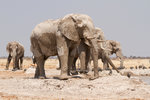 Éléphants à Nxai Pan.