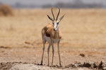 Springbok.