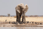 Éléphant.
