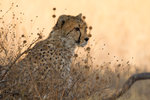 Guépard.