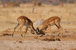 Affrontement d'impalas mâles.