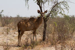 Femelle grand koudou à Makgadikgadi Pans.