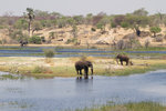 Éléphants sur la rivière Boteti.