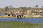 Éléphants sur la rivière Boteti.
