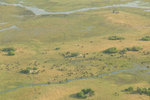 Troupeau de buffles dans le delta de l'Okavango.