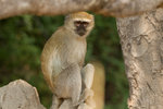 Vervet.