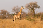 Girafe.