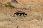 Ratel.