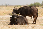 Buffles sur Mboma Island, delta de l'Okavango.