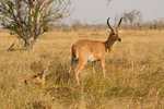 Cobes de Lechwe.