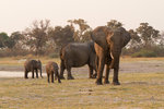 Éléphants et éléphanteaux.
