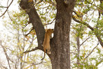 Léopard grimpant dans un arbre.
