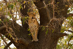 Léopard dans son arbre.