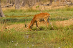 Cobe de Lechwe à Xakanaxa.
