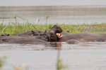 Hippopotames.