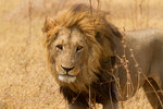 Lion.