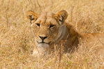 Lionne.