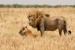 Couple de lions.