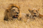 Couple de lions.
