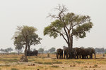 Éléphants réfugiés à l'ombre par près de 40°C.