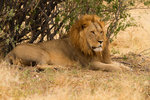 Lion.