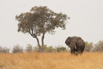 Éléphant.