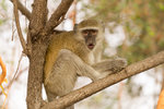 Vervet.