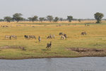 Grand rassemblement de zèbres dans les plaines de la rivière Chobe.