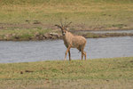 Antilope rouanne.