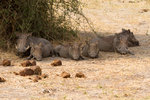 Famille de phacochères.