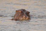 Hippopotame.