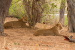 Lionnes.