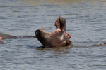 Hippopotame.
