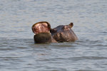 De sympathiques hippopotames.