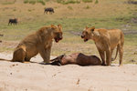 Lionnes avec leur déjeuner.