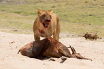 Lionne et sa proie.