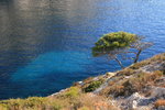 Pin et eau turquoise.