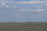 Vol de flamands roses